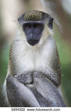 Green monkey, Gambia, West Africa, Africa View Large Photo Image Stock Image - Green monkey, Gambia, West Africa, Africa . Fotosearch