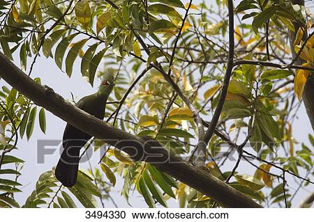 Stock Image - Green Turaco, Tauraco persa, sitting on a branch, Gambia, West Africa, Africa . Fotosearch