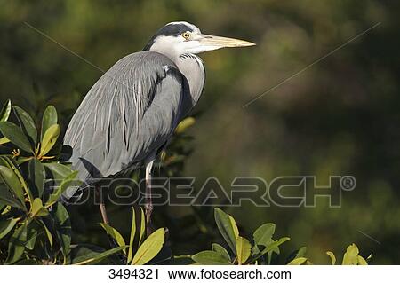 Stock Image - Grey heron, Ardea cinerea, standing on a branch, Gambia, West Africa, Africa . Fotosearch