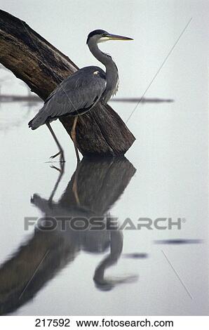 Grey Heron (Ardea cinerea) walking in water, Danube River, Germany View Large Photo Image Stock Image - Grey Heron (Ardea cinerea) walking in water, Danube River, Germany . Fotosearch
