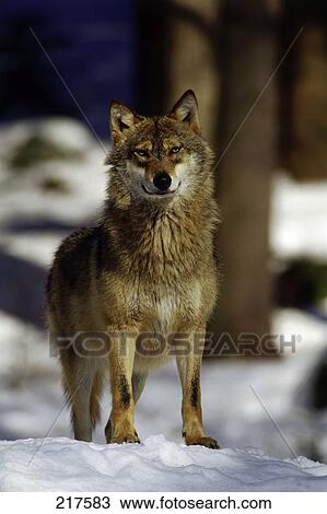 Stock Image - Grey wolf (Canis lupus) standing in forest, Bavarian Forest National Park, Bavaria, Germany . Fotosearch