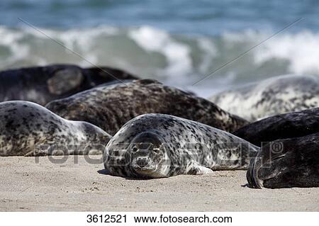 Group of Grey Seals (Halichoerus grypus) on beach, Helgoland, Germany View Large Photo Image Stock Image - Group of Grey Seals (Halichoerus grypus) on beach, Helgoland, Germany . Fotosearch