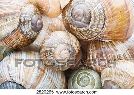 Stock Photography - group of snail shells, close-up . Fotosearch
