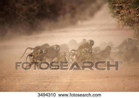 Guinea Baboons, Papio papio, Gambia, West Africa, Africa View Large Photo Image Stock Image - Guinea Baboons, Papio papio, Gambia, West Africa, Africa . Fotosearch