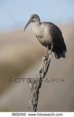 Hadada Ibis (Bostrychia hagedash) on a tree stump, Pilanesberg Game Reserve, South Africa View Large Photo Image Stock Photography - Hadada Ibis (Bostrychia hagedash) on a tree stump, Pilanesberg Game Reserve, South Africa . Fotosearch