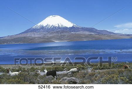 Herd of alpacas (Lama pacos) in field near lake, Lake Chungara, Parinacota Volcano, Lauca National Park, Chile View Large Photo Image Stock Photograph - Herd of alpacas (Lama pacos) in field near lake, Lake Chungara, Parinacota Volcano, Lauca National Park, Chile . Fotosearch