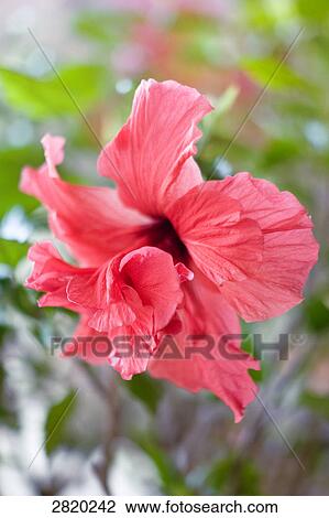Stock Image - Hibiscus clayi, close-up . Fotosearch