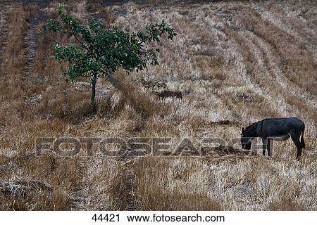 High angle view of donkey standing in field View Large Photo Image Stock Image - High angle view of donkey standing in field . Fotosearch