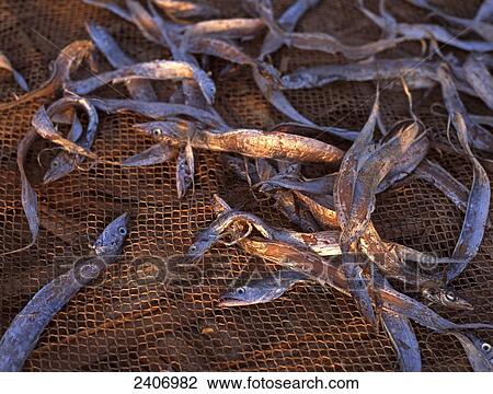 High angle view of dried fish on sack View Large Photo Image Stock Image - High angle view of dried fish on sack . Fotosearch