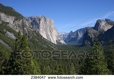 Stock Photo - High angle view of trees in forest, Yosemite National Park, California, USA . Fotosearch