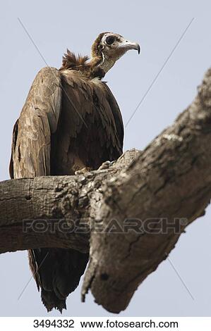 Stock Image - Hooded Vulture, Necrosyrtes monachus, sitting on a branch, Gambia, West Africa, Africa . Fotosearch