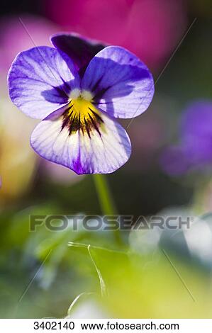 Horned violet, Viola cornuta View Large Photo Image Stock Image - Horned violet, Viola cornuta . Fotosearch