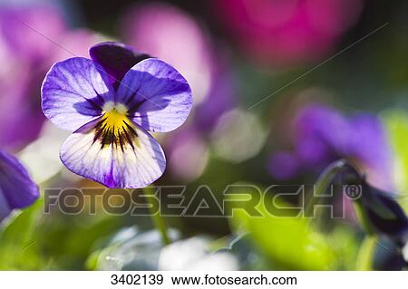 Stock Photo - Horned violet, Viola cornuta . Fotosearch