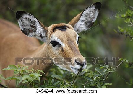 Picture - Impala, Aepyceros melampus, Lake Mburo National Park, Uganda, East Africa, Africa . Fotosearch