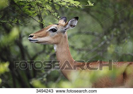 Stock Image - Impala, Aepyceros melampus, Lake Mburo National Park, Uganda, East Africa, Africa . Fotosearch