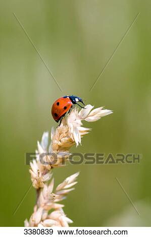 Lady beetle on a flowering blade of grass View Large Photo Image Stock Photo - Lady beetle on a flowering blade of grass . Fotosearch