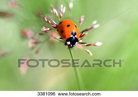 Stock Photograph - Ladybeetle on blade of grass . Fotosearch