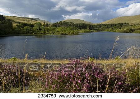 Stock Photo - Lake in front of mountains, Pen y Fan, Neuadd Reservoir, Brecon Beacons National Park, Powys, Wales . Fotosearch