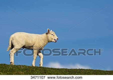 Lamb baaing on a meadow View Large Photo Image Stock Photo - Lamb baaing on a meadow . Fotosearch