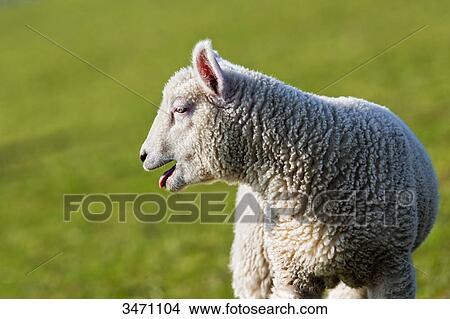 Lamb baaing  View Large Photo Image Picture - Lamb baaing . Fotosearch