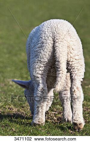 Stock Image - Lamb grazing on a meadow . Fotosearch