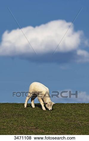 Lamb grazing on a meadow View Large Photo Image Stock Photo - Lamb grazing on a meadow . Fotosearch