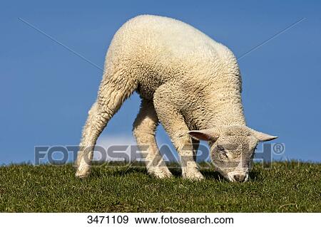 Lamb grazing on a meadow View Large Photo Image Stock Photo - Lamb grazing on a meadow . Fotosearch