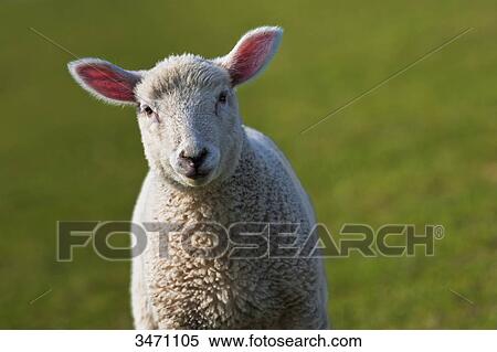 Lamb looking at camera View Large Photo Image Stock Photography - Lamb looking at camera . Fotosearch
