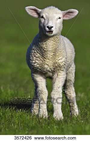 Stock Photograph - Lamb on pasture, Sylt, Germany . Fotosearch