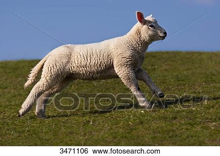 Stock Photograph - Lamb running over a meadow . Fotosearch