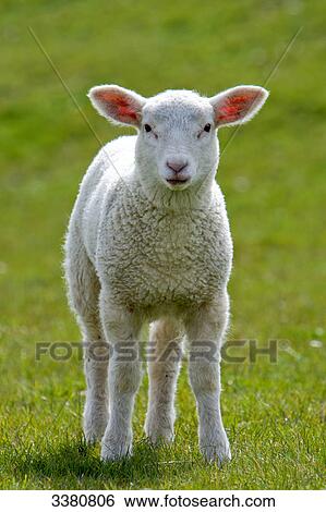 Stock Photograph - Lamb standing on a pasture . Fotosearch