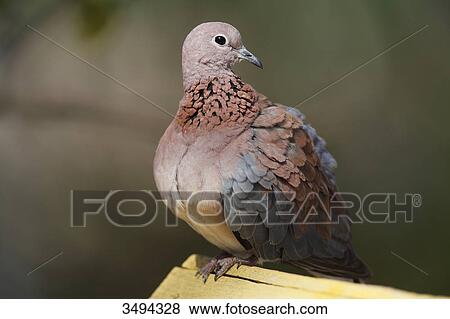 Laughing dove, Streptopelia senegalensis, Gambia, West Africa, Africa View Large Photo Image Stock Photo - Laughing dove, Streptopelia senegalensis, Gambia, West Africa, Africa . Fotosearch