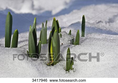 Stock Photograph - Leafs and buds of daffodils, close-up . Fotosearch