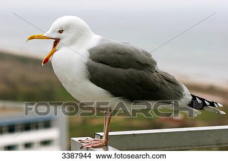 Lesser Black-backed Gull (Larus fuscus) on a balcony rail, Germany, close-up View Large Photo Image Picture - Lesser Black-backed Gull (Larus fuscus) on a balcony rail, Germany, close-up . Fotosearch