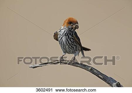 Stock Image - Lesser Striped Swallow (Cecropis abyssinica) with mud in bill for nest building, Pilanesberg Game Reserve, South Africa . Fotosearch