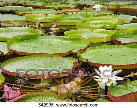 Lily pads and waterlilies in pond View Large Photo Image Stock Photography - Lily pads and waterlilies in pond . Fotosearch