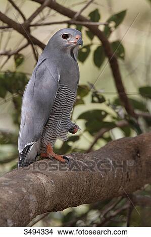 Lizard Buzzard, Kaupifalco monogrammicus, sitting on a branch, Gambia, West Africa, Africa View Large Photo Image Picture - Lizard Buzzard, Kaupifalco monogrammicus, sitting on a branch, Gambia, West Africa, Africa . Fotosearch