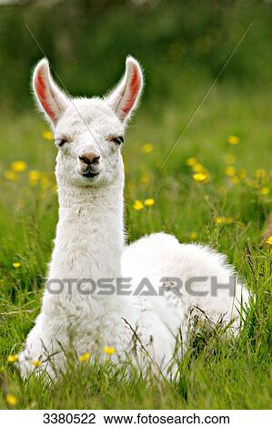Stock Image - Llama lying on a flower meadow . Fotosearch