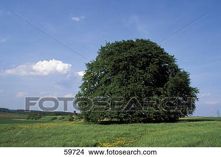 Picture - Lone deciduous tree on the rural landscape . Fotosearch