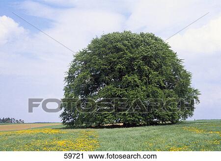 Lone deciduous tree on the rural landscape View Large Photo Image Stock Image - Lone deciduous tree on the rural landscape . Fotosearch