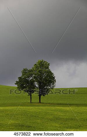 Stock Image - Lonely tree on a meadow . Fotosearch
