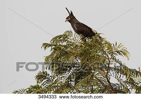 Stock Image - Long-crested Eagle, Lophaetus occipitalis, sitting on a tree, Gambia, West Africa, Africa . Fotosearch