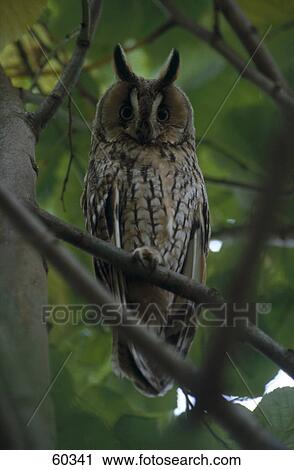 Long-eared Owl (Asio otus) bird perching on branch View Large Photo Image Stock Image - Long-eared Owl (Asio otus) bird perching on branch . Fotosearch