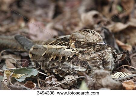 Long-tailed Nightjar, Caprimulgus climacurus, sitting in leaves, Gambia, West Africa, Africa View Large Photo Image Stock Photo - Long-tailed Nightjar, Caprimulgus climacurus, sitting in leaves, Gambia, West Africa, Africa . Fotosearch