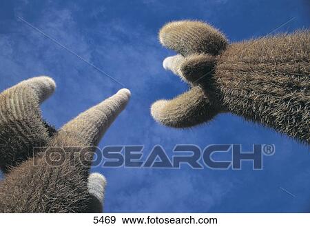 Low angle view of cacti, Salar de Uyuni, Bolivia View Large Photo Image Stock Photo - Low angle view of cacti, Salar de Uyuni, Bolivia . Fotosearch