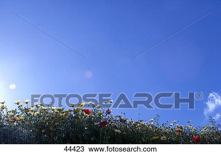 Low angle view of flowers View Large Photo Image Stock Image - Low angle view of flowers . Fotosearch
