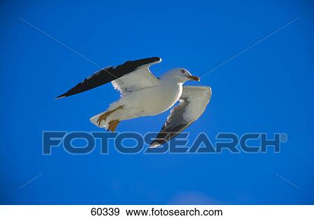 Stock Photo - Low angle view of Lesser Black-backed Gull (Larus fuscus) in flight . Fotosearch