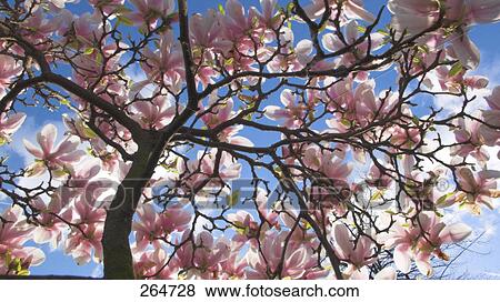 Stock Photo - Low angle view of magnolia flowers on tree . Fotosearch