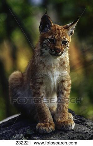 Lynx (Lynx lynx) sitting on rock in forest, Bavarian Forest National Park, Bavaria, Germany View Large Photo Image Stock Image - Lynx (Lynx lynx) sitting on rock in forest, Bavarian Forest National Park, Bavaria, Germany . Fotosearch