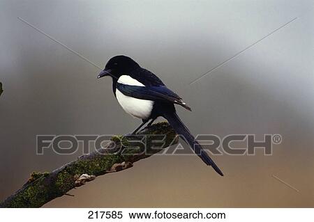 Stock Photography - Magpie bird perching on branch . Fotosearch